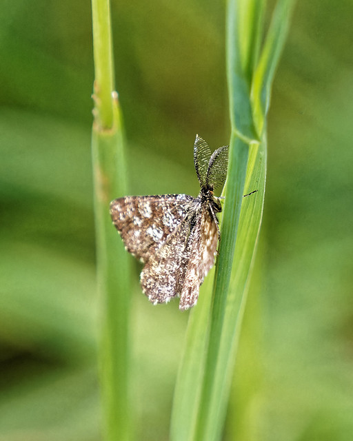 Common Heath Moth ♂