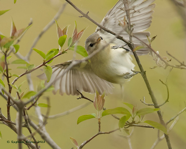 Warbling vireo catching a mosquito (Explore, June 14, 2023 #305)