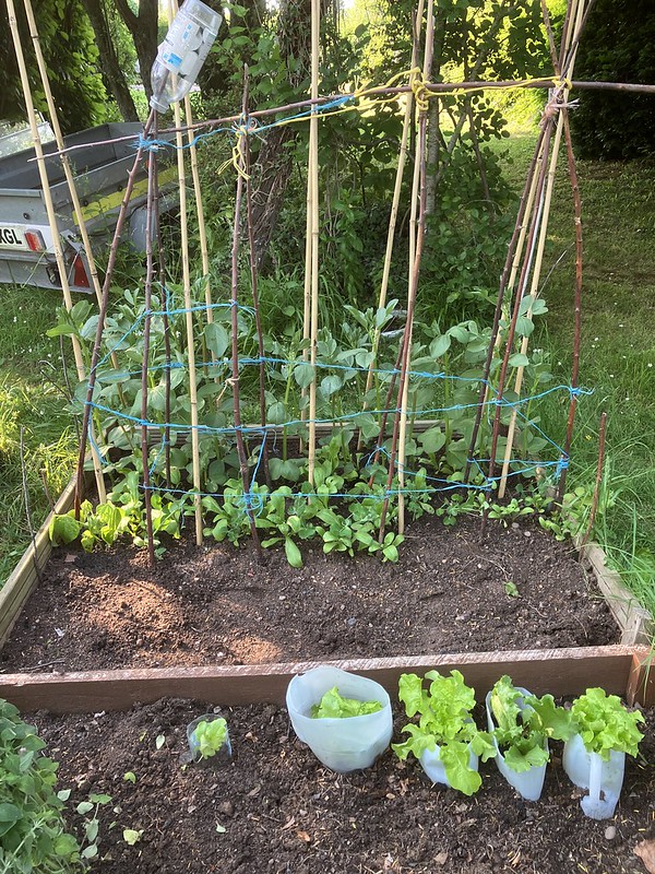 Finally finished setting up the canes for the beans and peas, and planted out the last baby lettuce