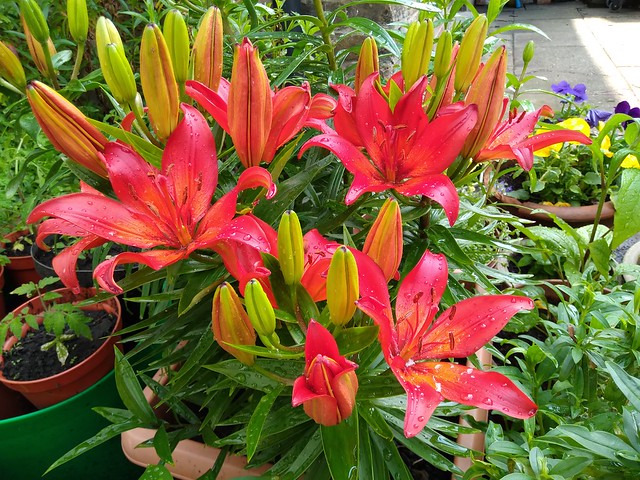 Lily Asiatic red