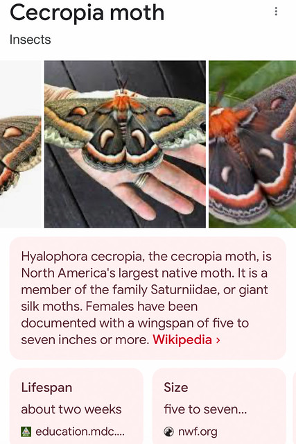 Cecropia Moth Info