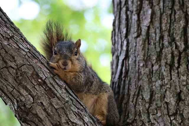 Fox Squirrels in Ann Arbor at the University of Michigan on June 9th, 2023 160/2023 363/P365Year15 5476/P365all-time – (June 9, 2023)