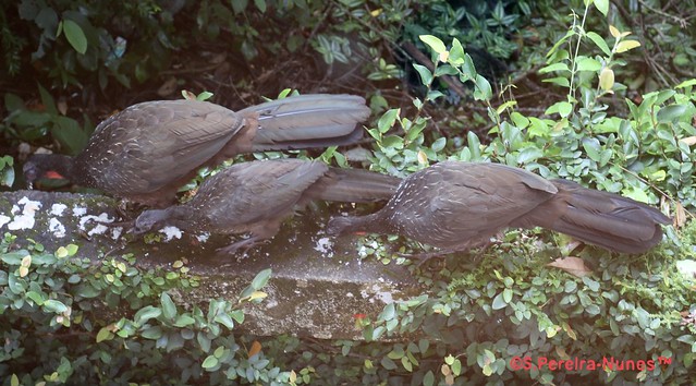 The Penelope (Jacu) Family now with a baby - attending the wall of my yard. Jandira, São Paulo, Brazil