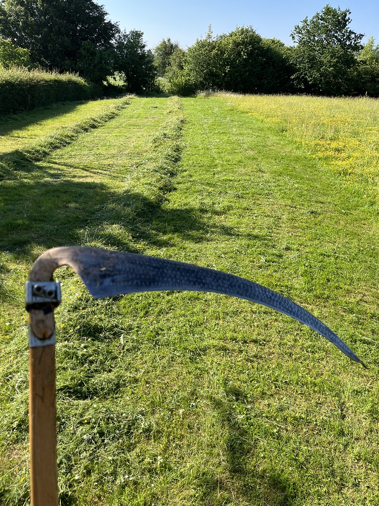 A photo of a long lawn. On the right the grass is long, dotted with yellow flowers. Ahead there are two rows of short grass with long rows of cut grass on their left. The head of a scythe is in the foreground.