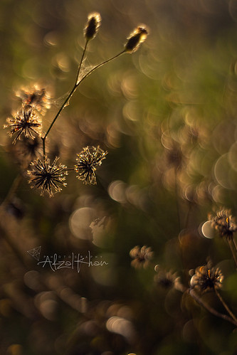 sepia nature. by afzalkhanvisuals, sony sonyalpha sonyslta77 minolta depthoffield bokeh blur shallow background foreground textures pat