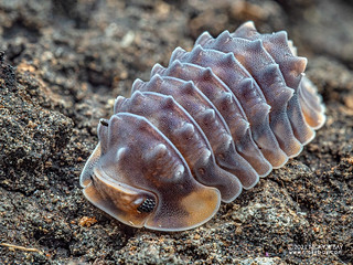 Woodlouse "Shiny Gator" (Armadillidae) - PB116014b