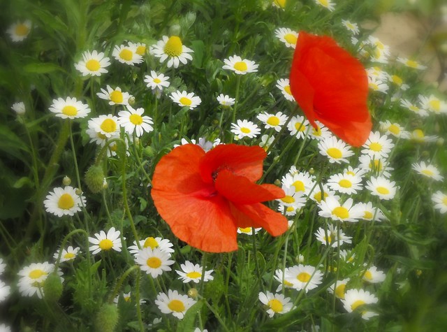 Poppies and chamomile