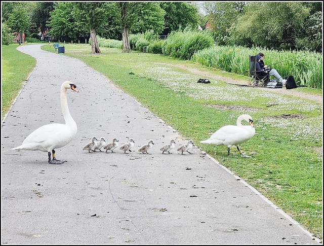 The Swan Family ..