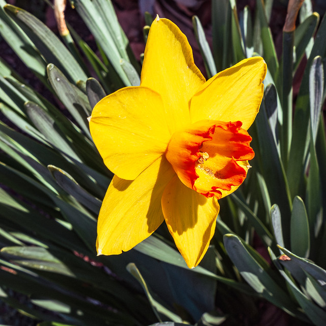 Daffodil -- in Explore