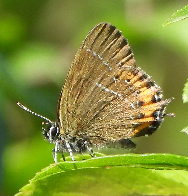 Black Hairstreak Butterfly in sunlight.