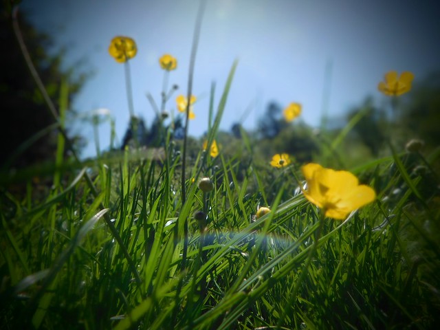 Blue sky and buttercups
