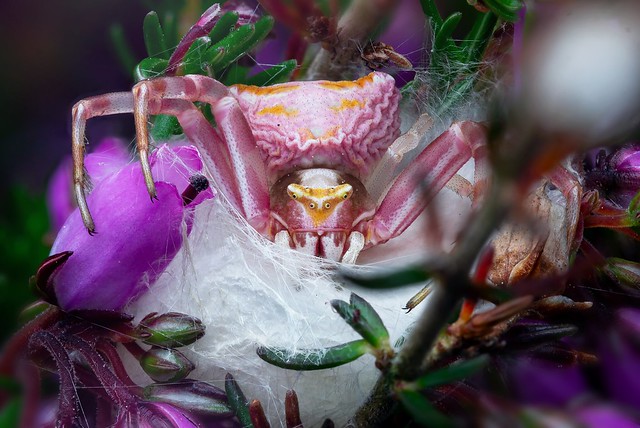 Heather Crab Spider with Egg Sac (Thomisus onustus)