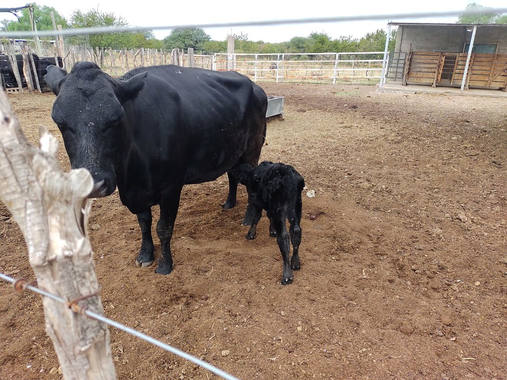 2023-06-14EDUCACION: Crece la industria láctea de la Escuela Agrotécnica de Valle Fértil: adquirieron una pasteurizadora y una ensachetadora