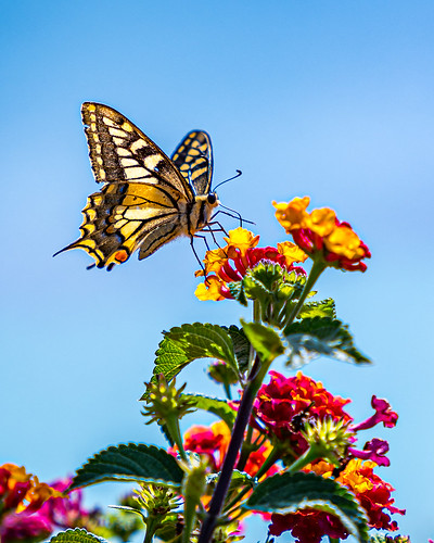 Butterfly, Crete, Greece