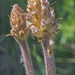 Flickr photo 'Orobanche-minor_3' by: amadej2008.