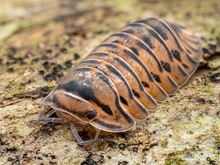 Woodlouse "Singapore Tiger" (Armadillidae) - P4164698