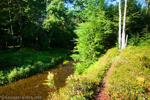 Social trail along either a small part of Bowman Creek or Bean Run, Coyote Rocks Loop, Pennsylvania State Game Lands 57