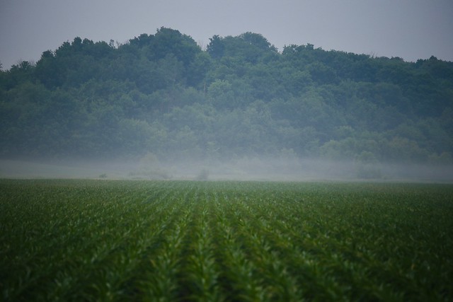 Fog over the corn