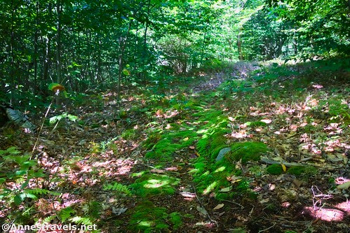 Mossy trail to Coyote Rocks, Pennsylvania State Game Lands 57