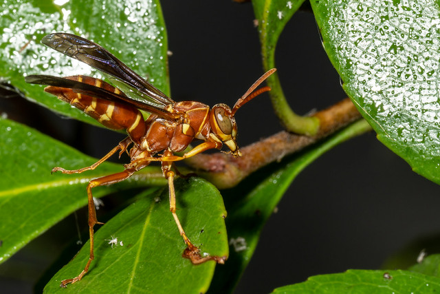 Paper Wasp Cleaning