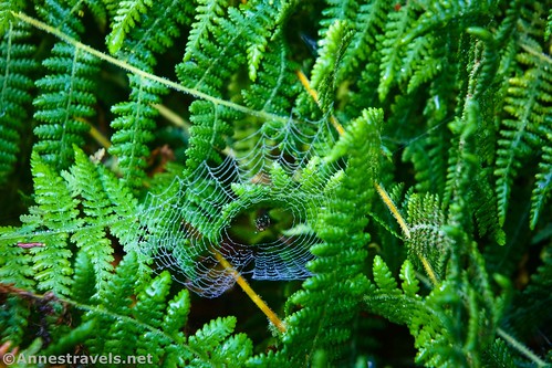 Cute little spider in some ferns near Bowman Creek, Coyote Rocks Loop, Pennsylvania State Game Lands 57
