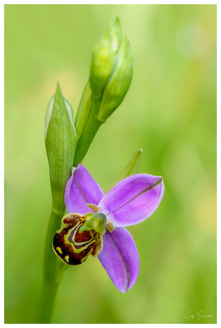 Ophrys abeille - Ophrys apifera  #Explore