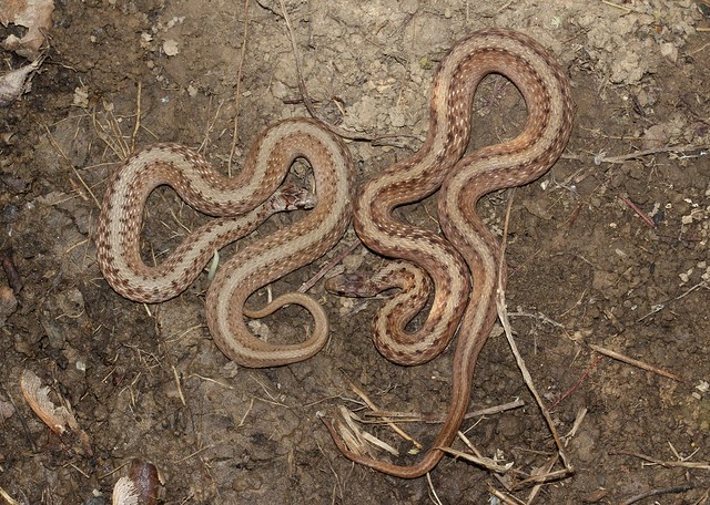 Two Northern Brown Snakes flipped under same rock, Bucks County, PA, June 2023