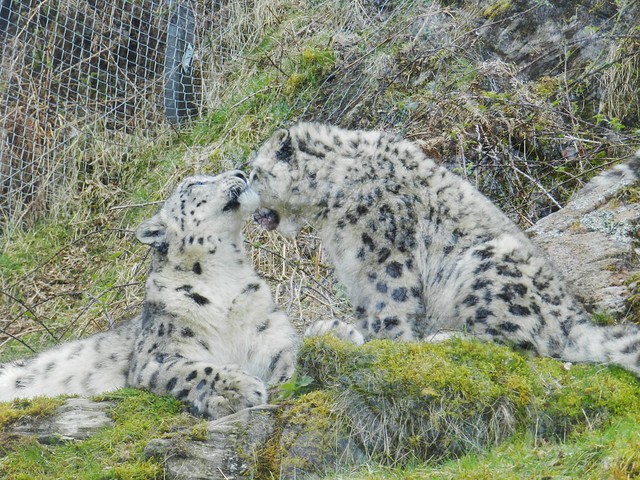Snow Leopards, Highland Wildlife Park, Kincraig, Apr 2023