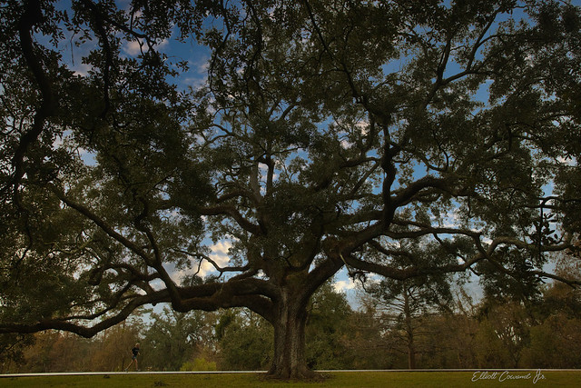 Giant Southern Live Oak tree
