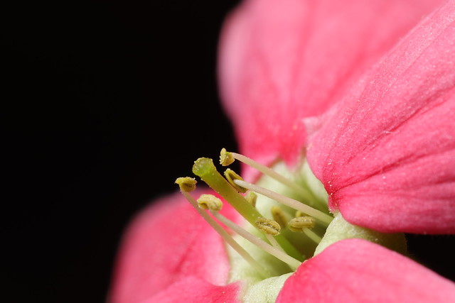 Tiny flower details