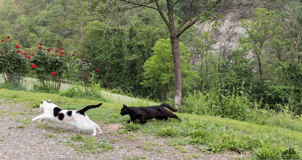 Black & White Feline Action ;-)