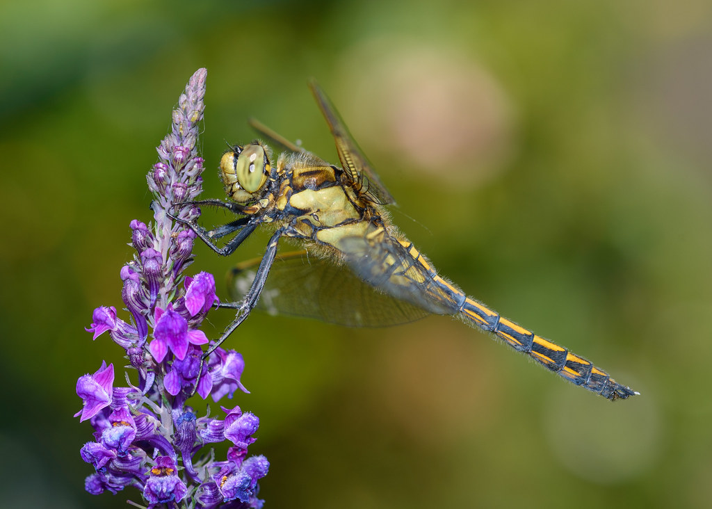 Purple Toadflax and Black-Tailed Skimmer