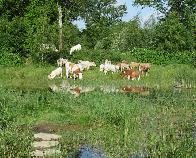 Cows by the creek