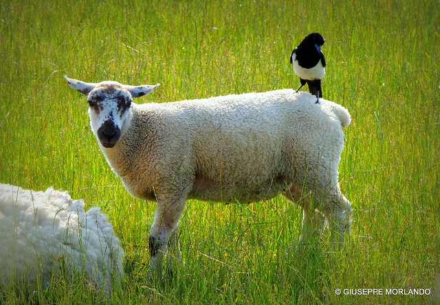 The lamb and the magpie