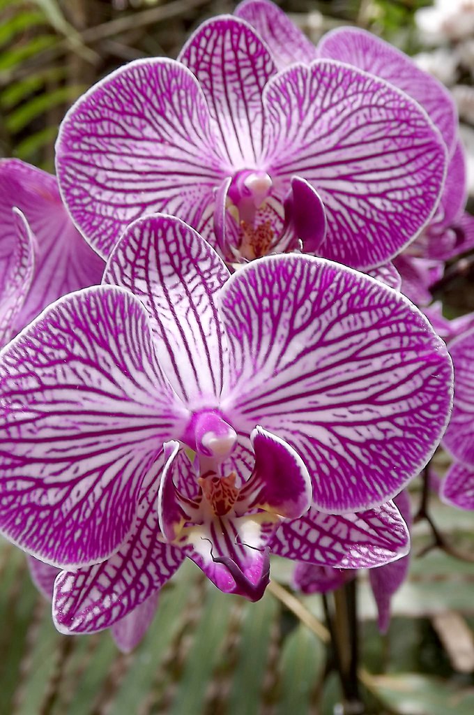 Pretty Purple Orchid