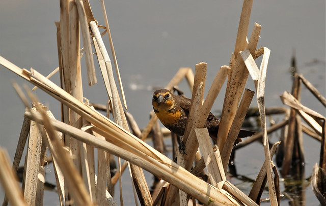 2023 Yellow-headed Blackbird (female) - North Dakota # 2