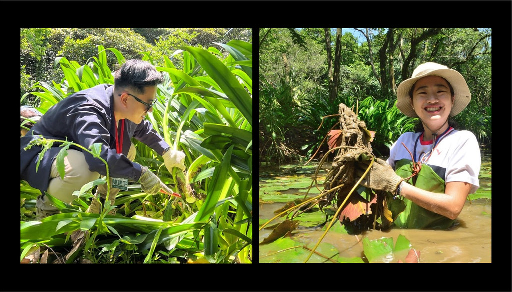 左圖：志工清除水岸景觀植物蜘蛛蘭。右圖：志工穿著青蛙裝於溼地移除蓮花。攝影：黃育文、李柏霖