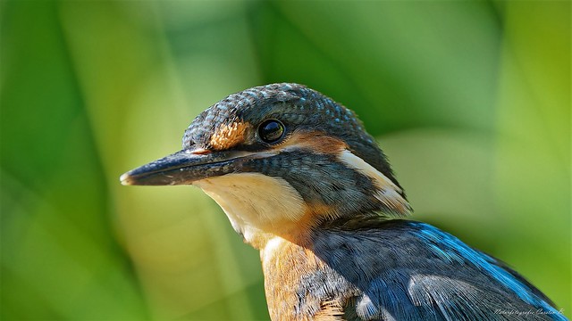 junger Eisvogel / young kingfisher
