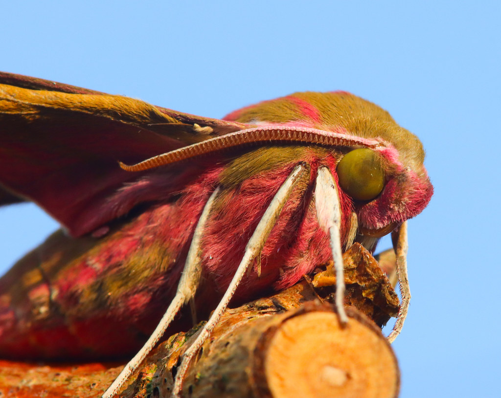 Elephant Hawk Moth (Deilephila elpenor)