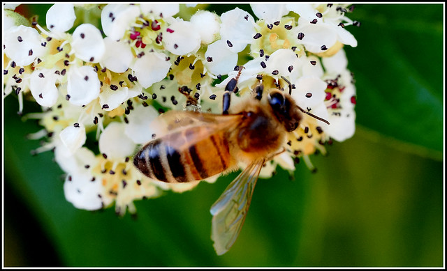 Honey bee: Apis mellifera