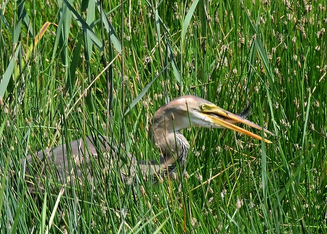 Purple Heron with fish lunch