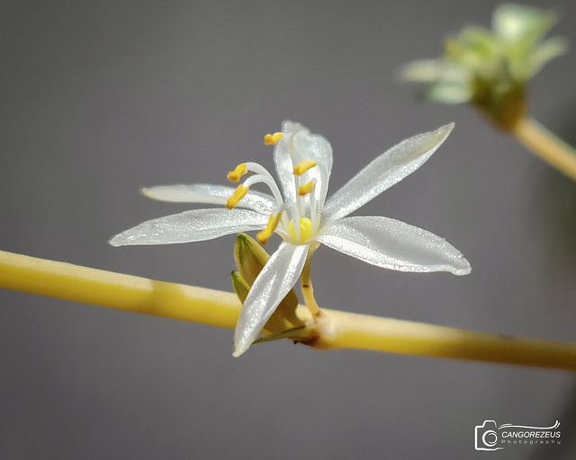 Flor Mala Madre (Chlorophytum Comosum)