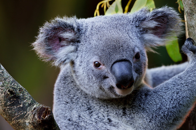 Close-up of Koala Bear in Australia Zoo - Queensland 74