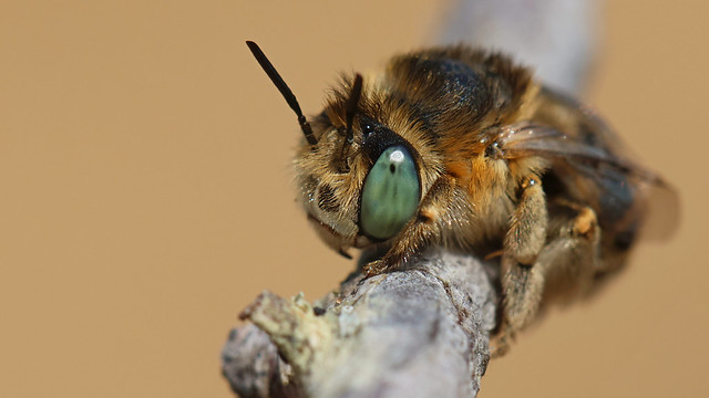 Green-eyed flower bee ~ Anthophora bimaculata