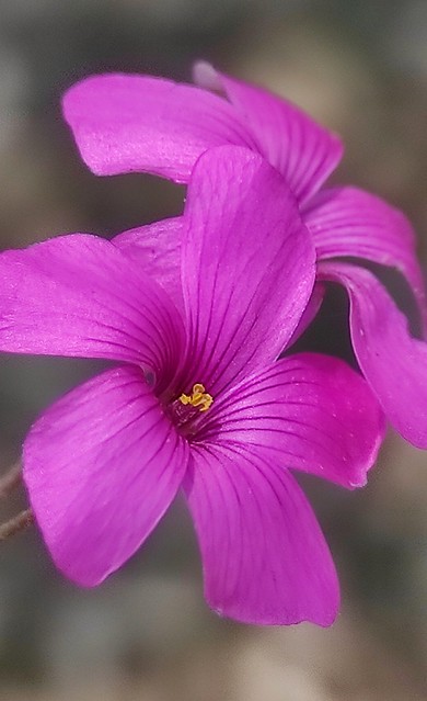 Oxalis articulata