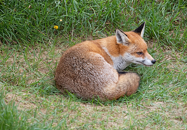 Sleeping Fox in the garden
