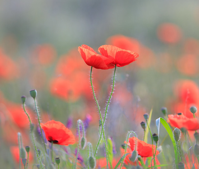 Poppies in love