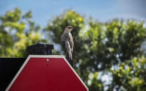 Mockingbird on stop sign