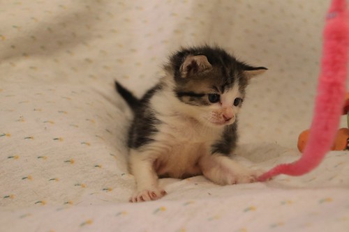 Aitor, gatito blanquipardo muy guapo nacido en Mayo´23, en adopción. Valencia. ADOPTADO. 52978925002_38ee59d66b