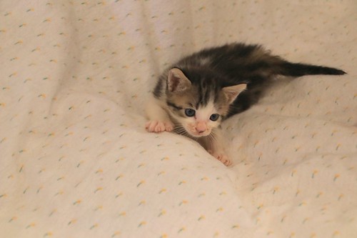 Aitor, gatito blanquipardo muy guapo nacido en Mayo´23, en adopción. Valencia. ADOPTADO. 52978925182_f144557b77